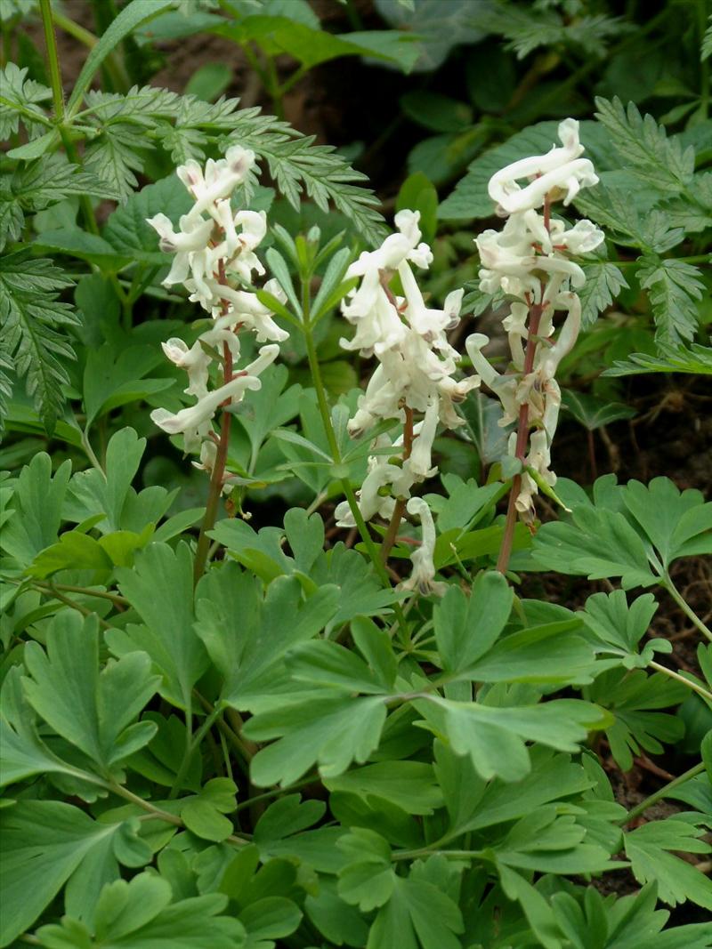 Corydalis cava (door Adrie van Heerden)