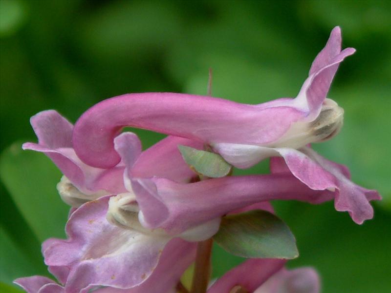 Corydalis cava (door Adrie van Heerden)