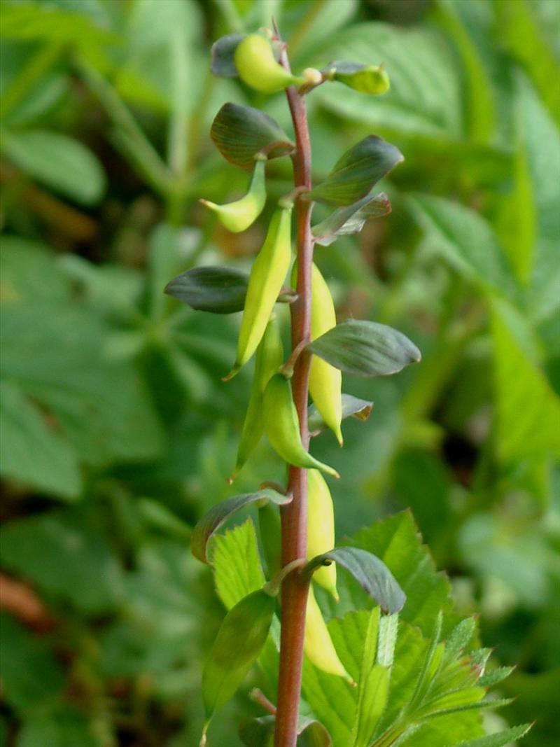 Corydalis cava (door Adrie van Heerden)