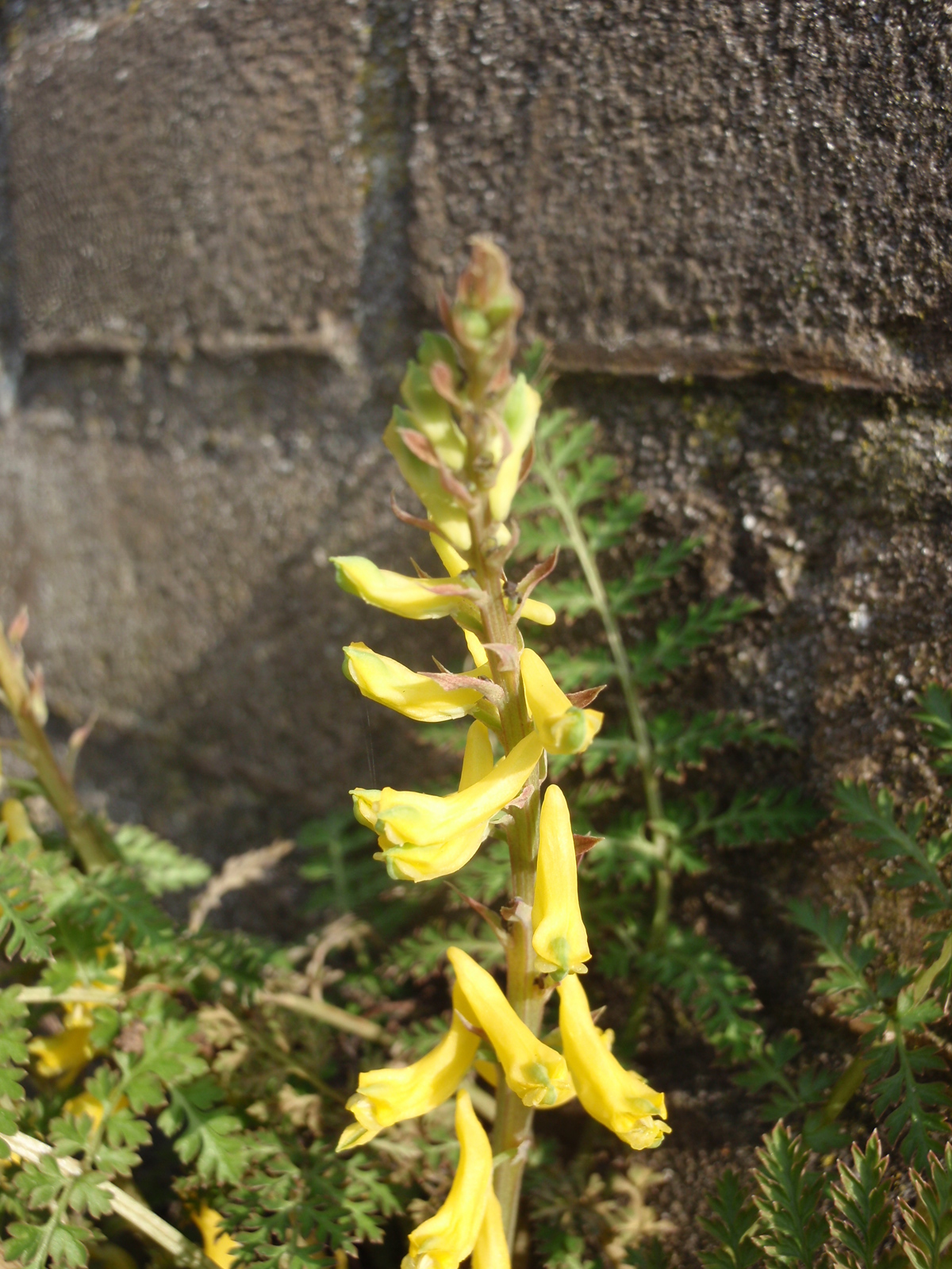 Corydalis cheilanthifolia (door Aad van Diemen)