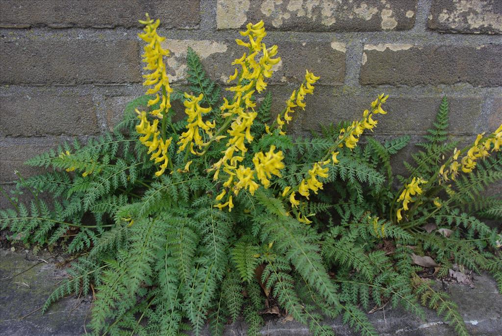 Corydalis cheilanthifolia (door Aad van Diemen)