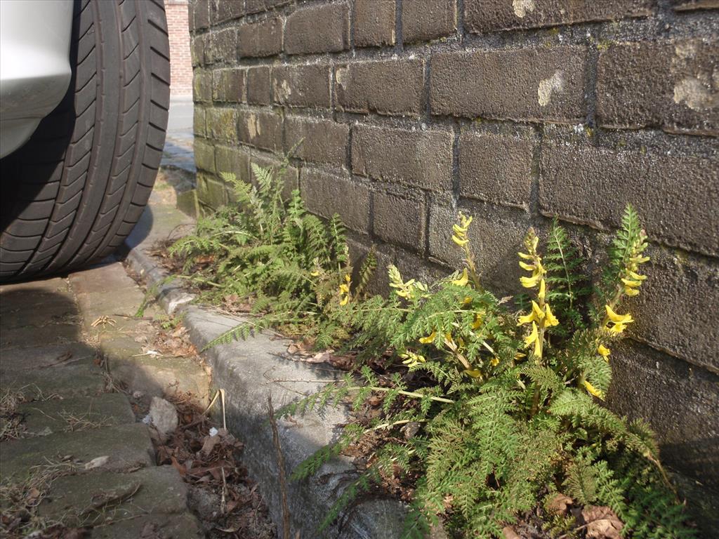 Corydalis cheilanthifolia (door Aad van Diemen)