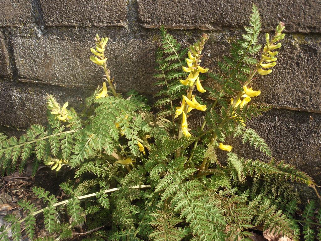 Corydalis cheilanthifolia (door Aad van Diemen)