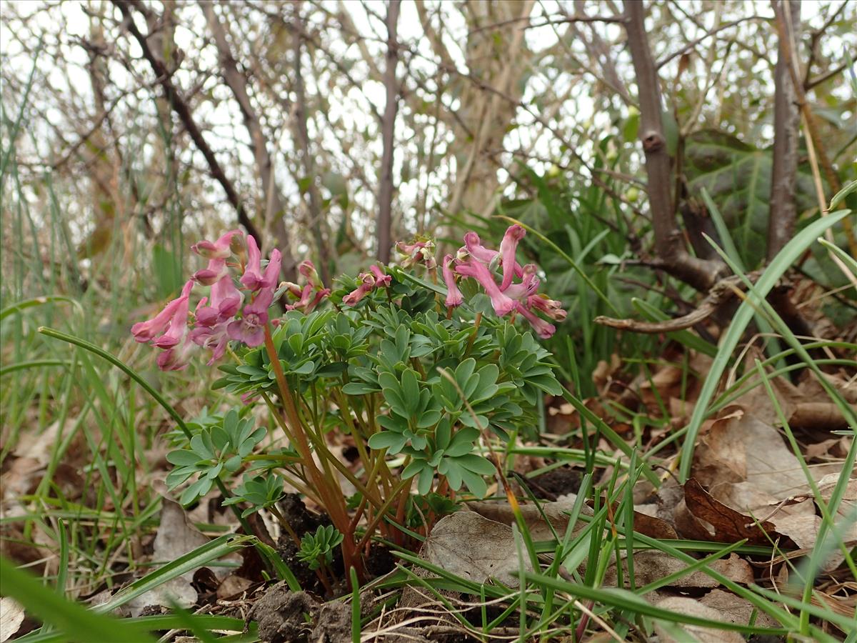 Corydalis solida (door Adrie van Heerden)