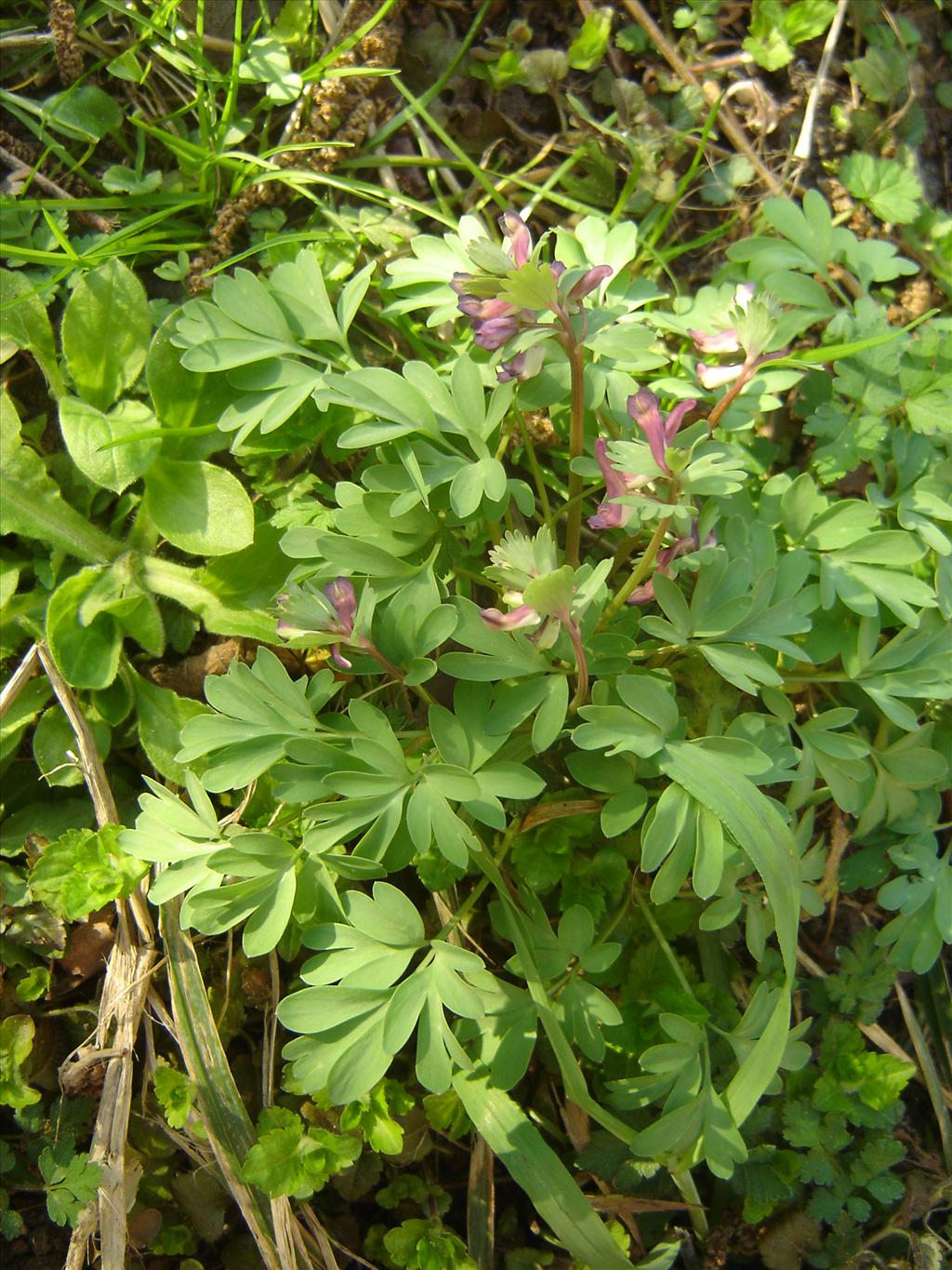 Corydalis solida (door Ruud Beringen)