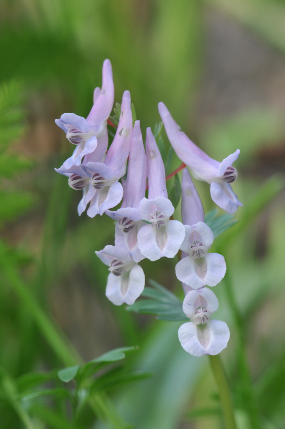 Corydalis solida (door Hans Toetenel)