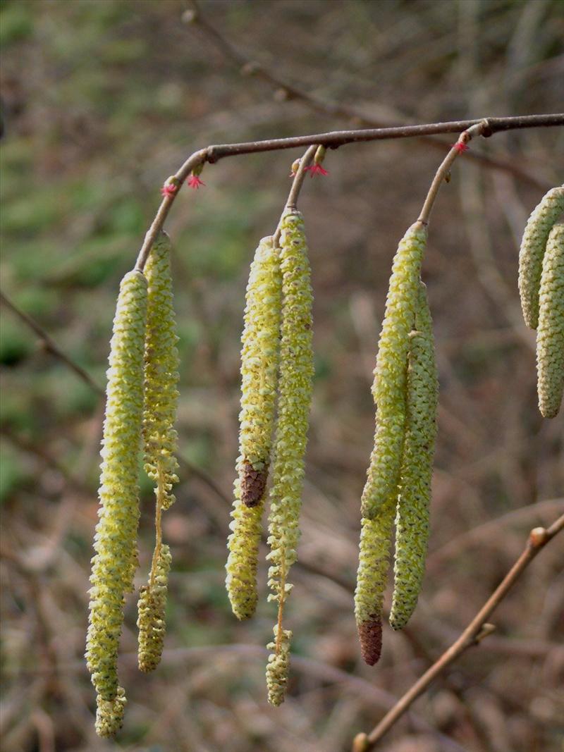 Corylus avellana (door Adrie van Heerden)