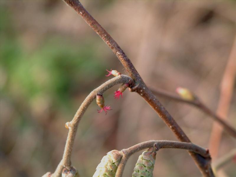 Corylus avellana (door Adrie van Heerden)