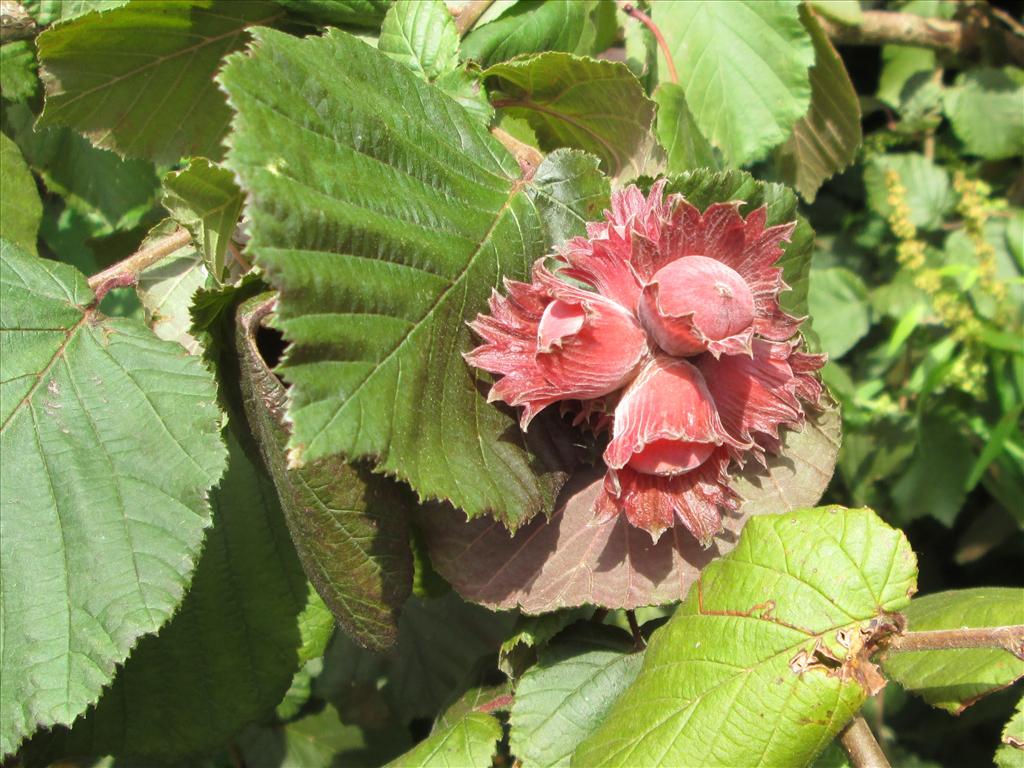 Corylus avellana (door Toon Verrijdt)