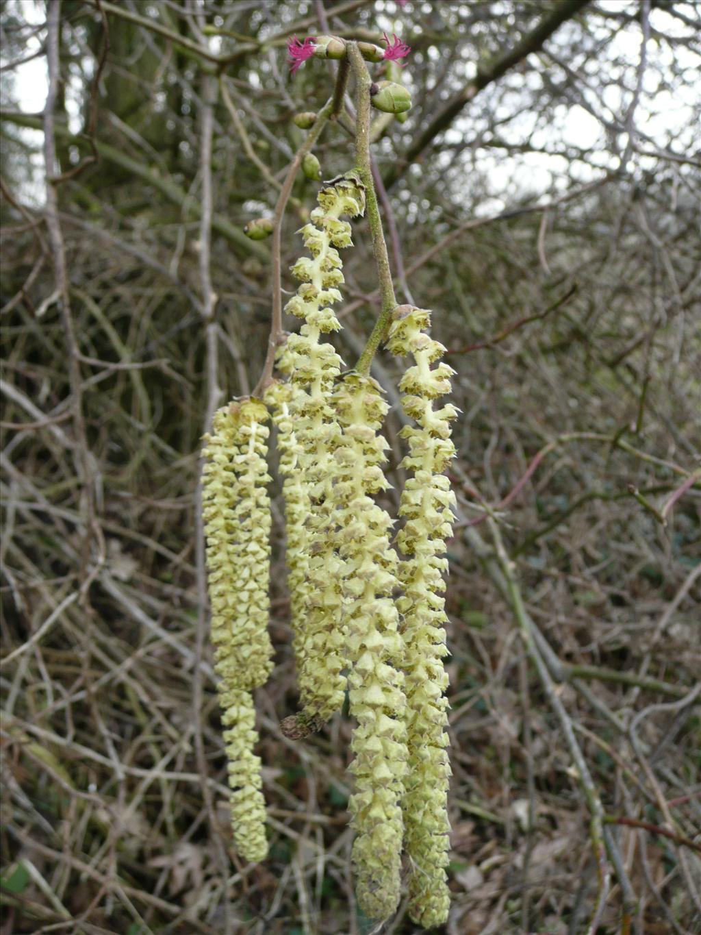 Corylus avellana (door Annie Vos)