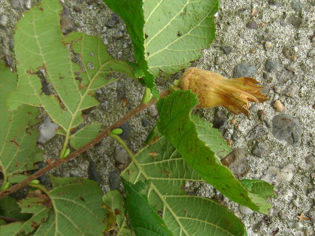 Corylus maxima (door Toon Verrijdt)