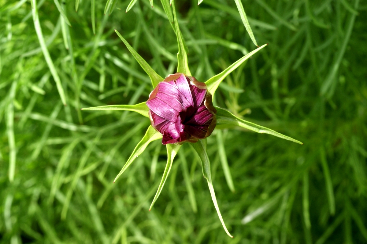 Cosmos bipinnatus (door Joke Schaminée-Sluis)