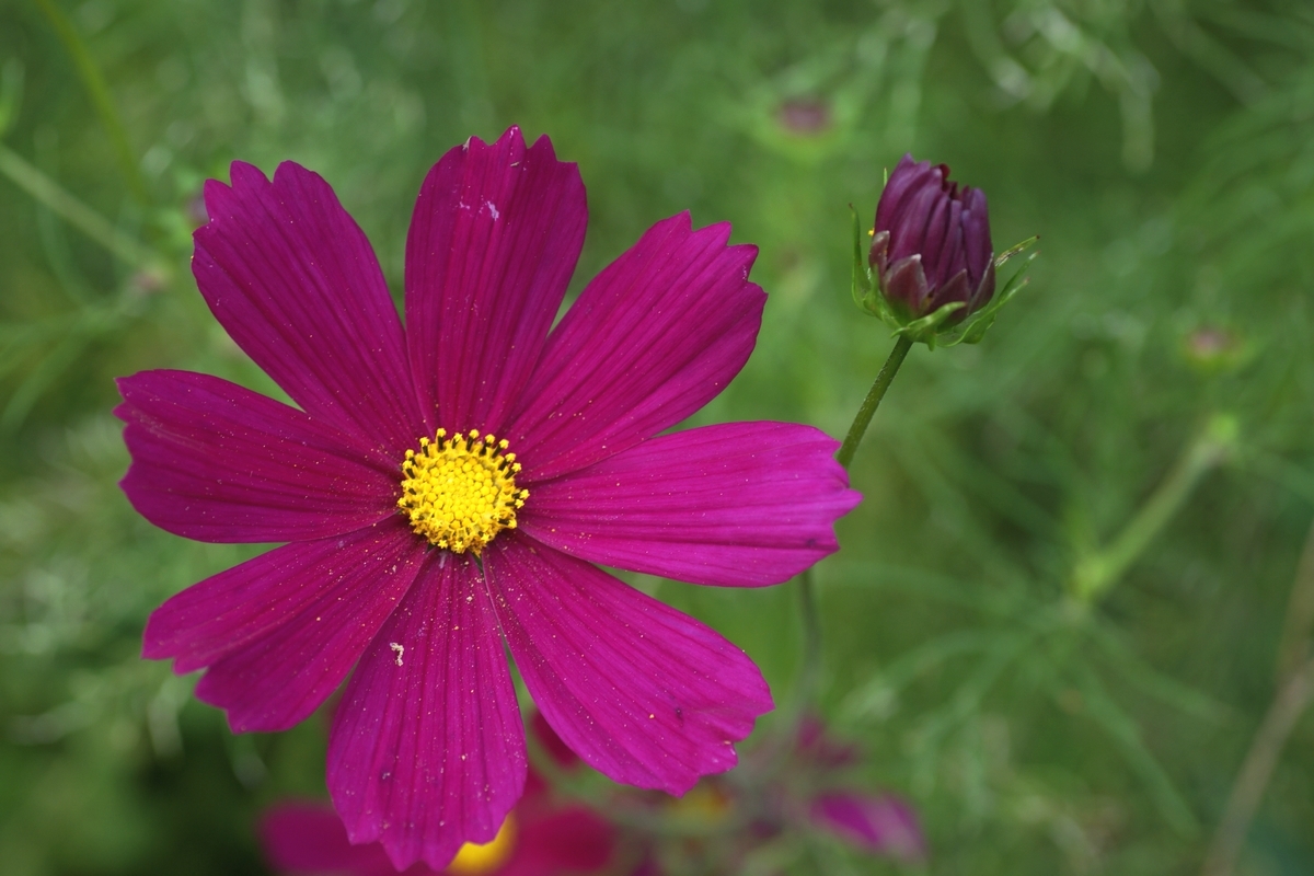 Cosmos bipinnatus (door Joke Schaminée-Sluis)