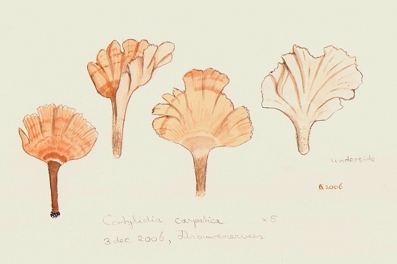 Cotylidia carpatica (door Eef Arnolds)