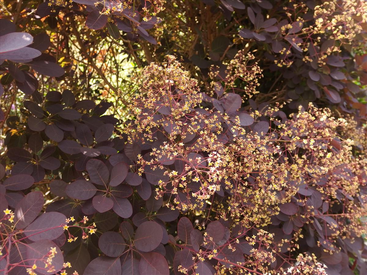 Cotinus coggygria (door Aad van Diemen)