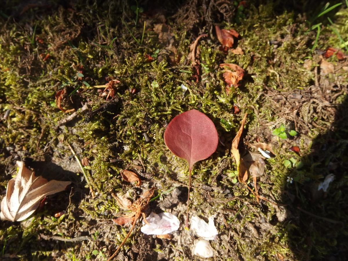 Berberis thunbergii (door Aad van Diemen)