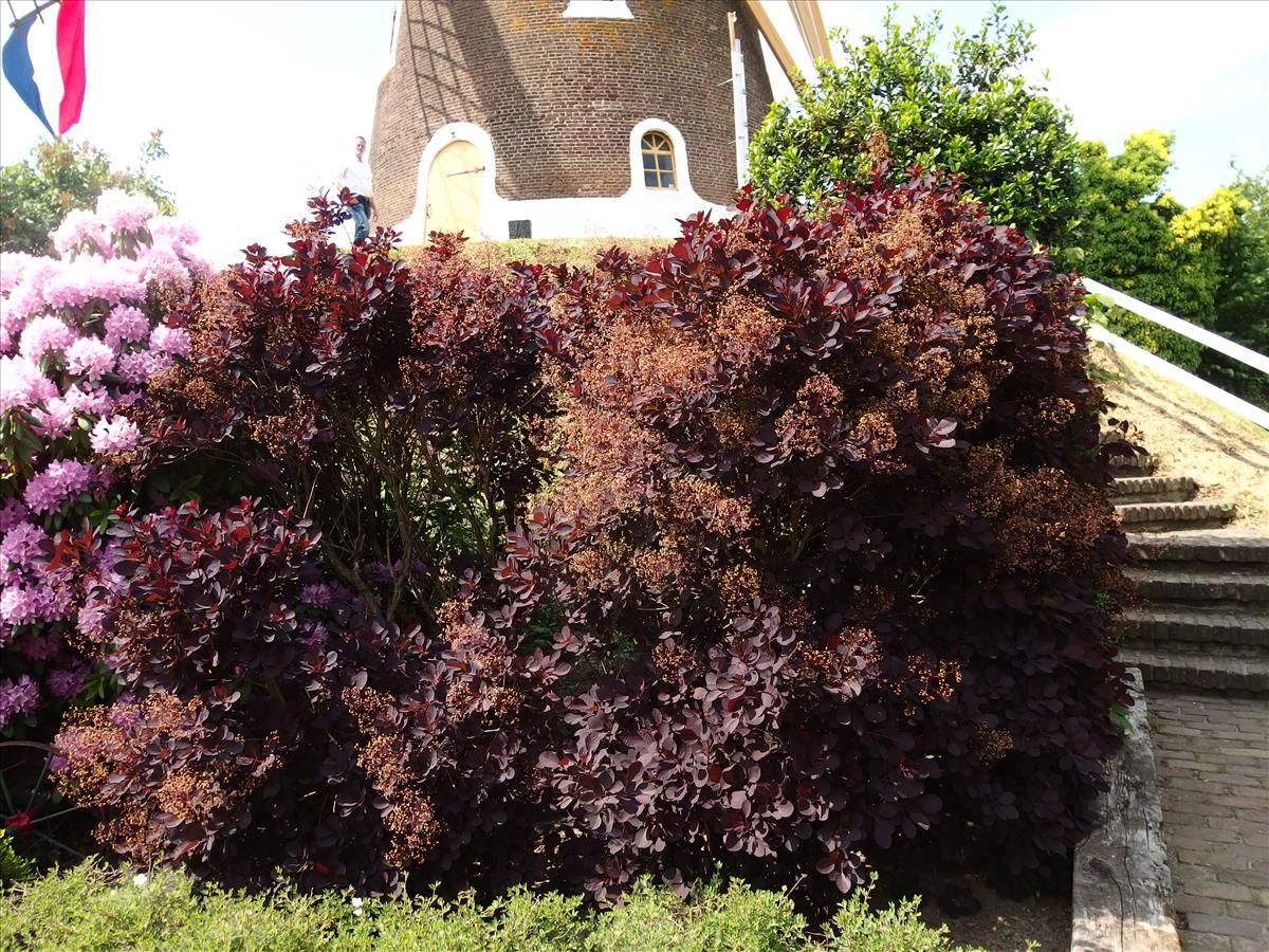 Cotinus coggygria (door Aad van Diemen)