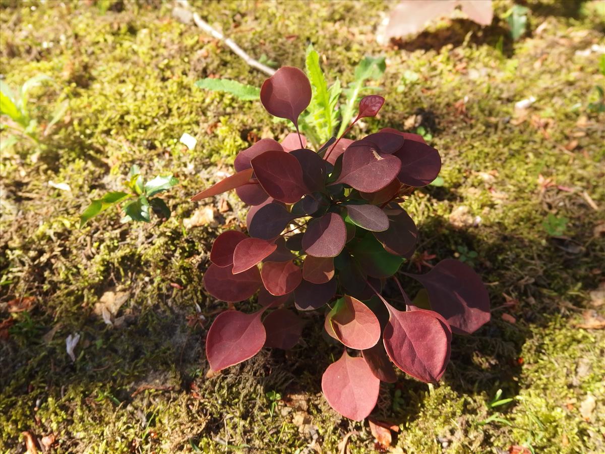 Berberis thunbergii (door Aad van Diemen)