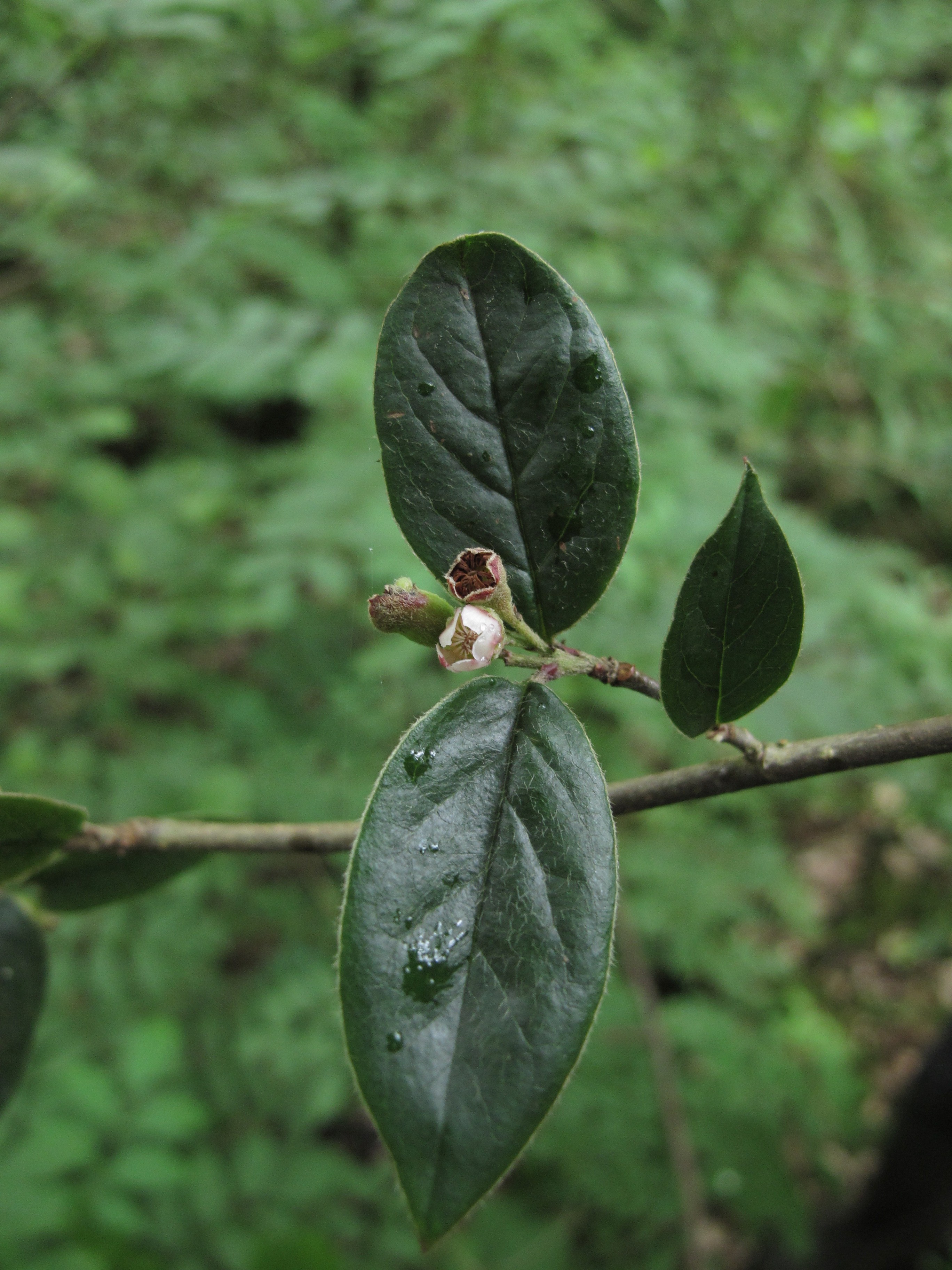 Cotoneaster ambiguus (door Leni Duistermaat)