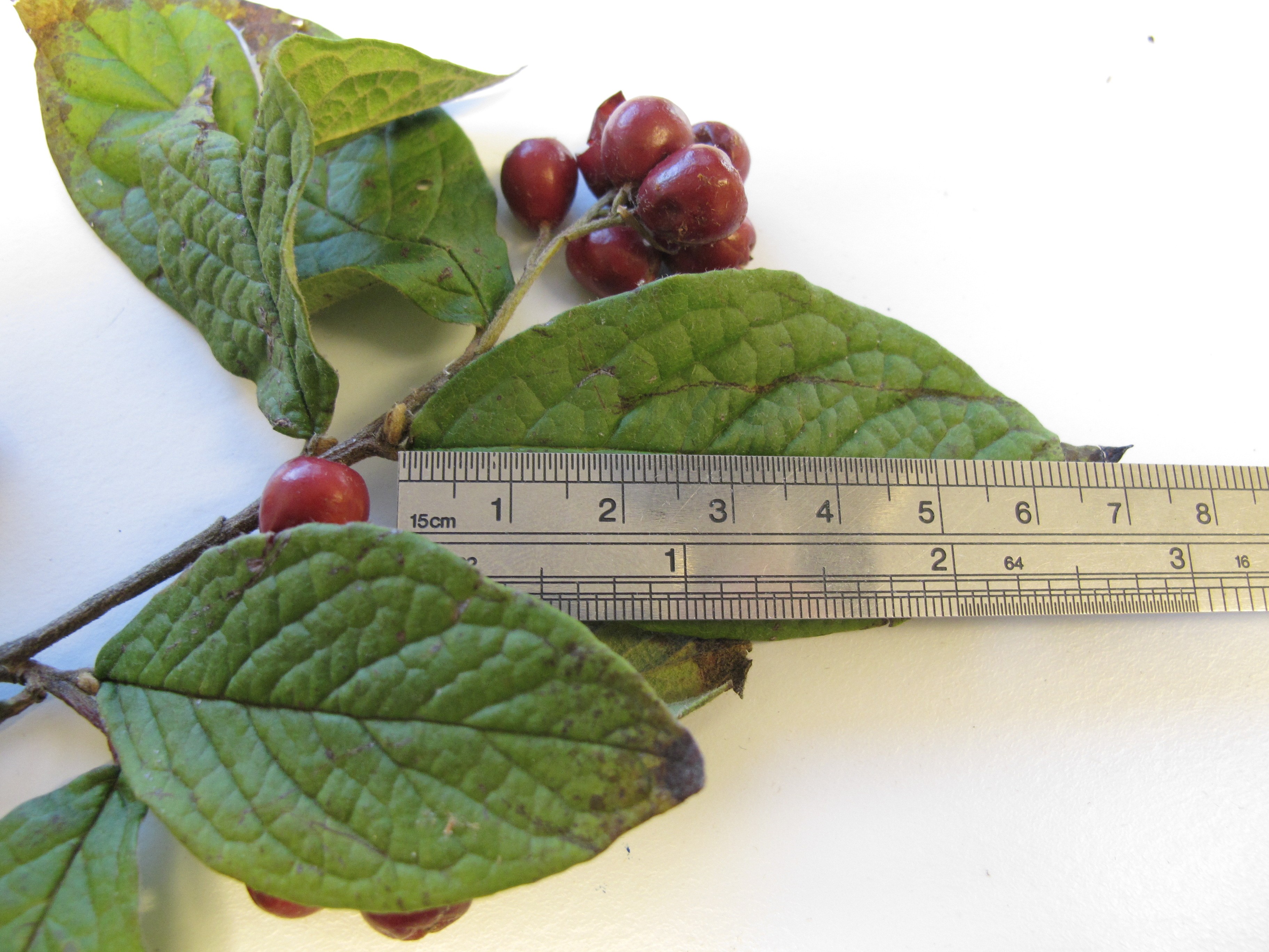 Cotoneaster bullatus (door Leni Duistermaat)