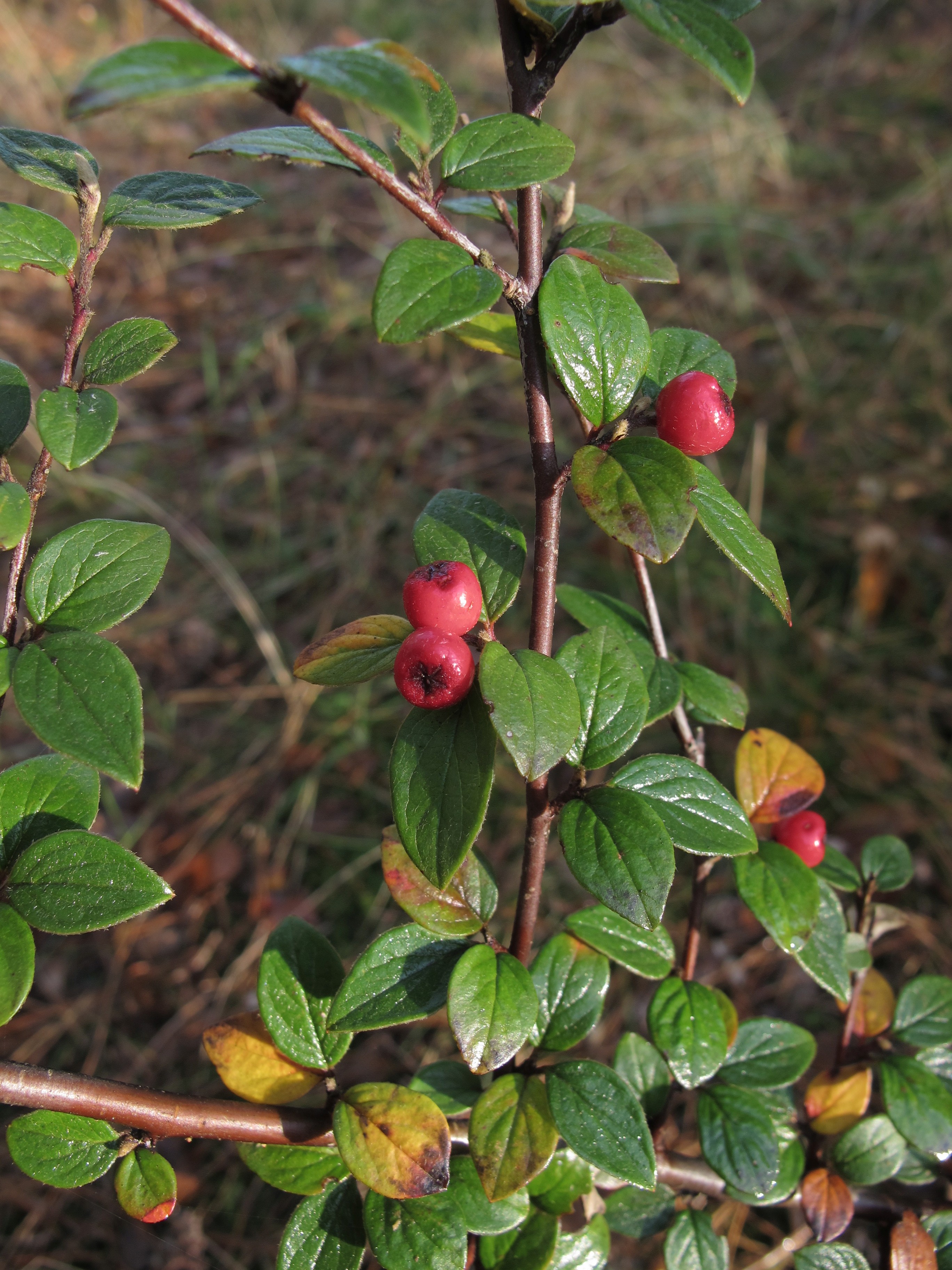 Cotoneaster dielsianus (door Leni Duistermaat)