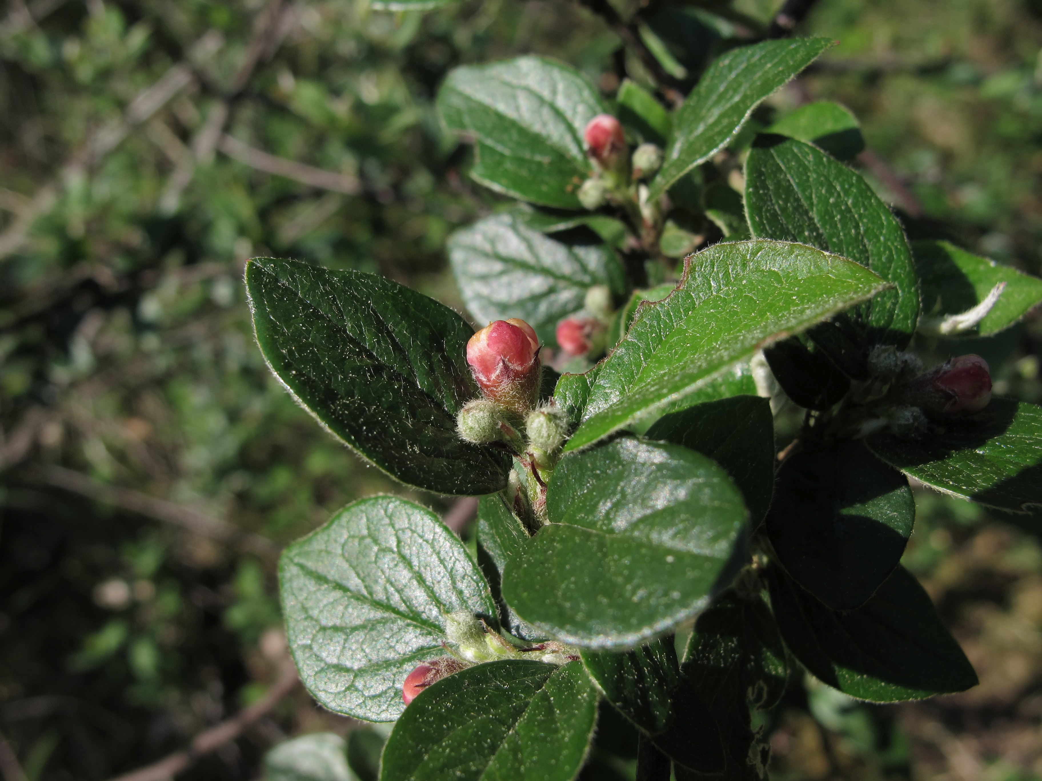 Cotoneaster dielsianus (door Leni Duistermaat)