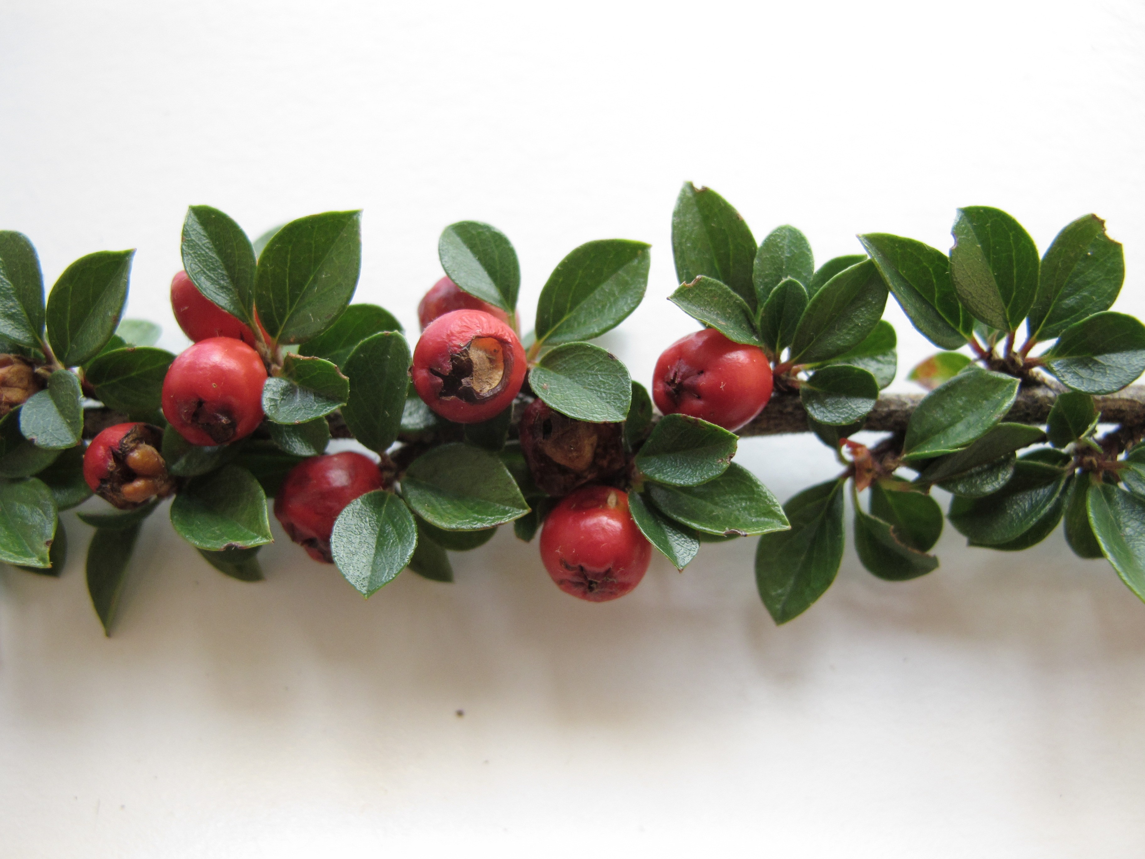 Cotoneaster horizontalis (door Leni Duistermaat)