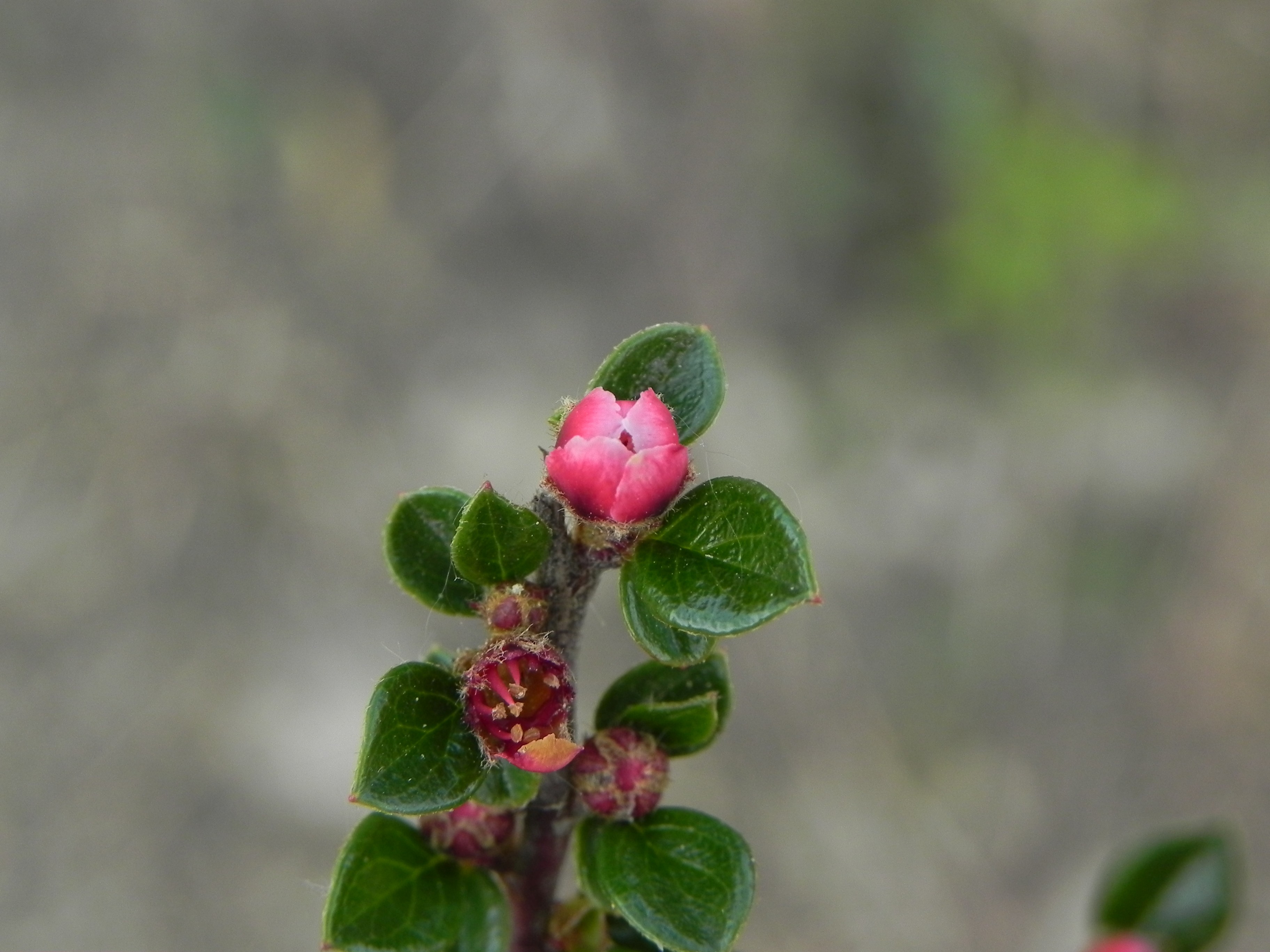 Cotoneaster horizontalis (door Edu Boer)