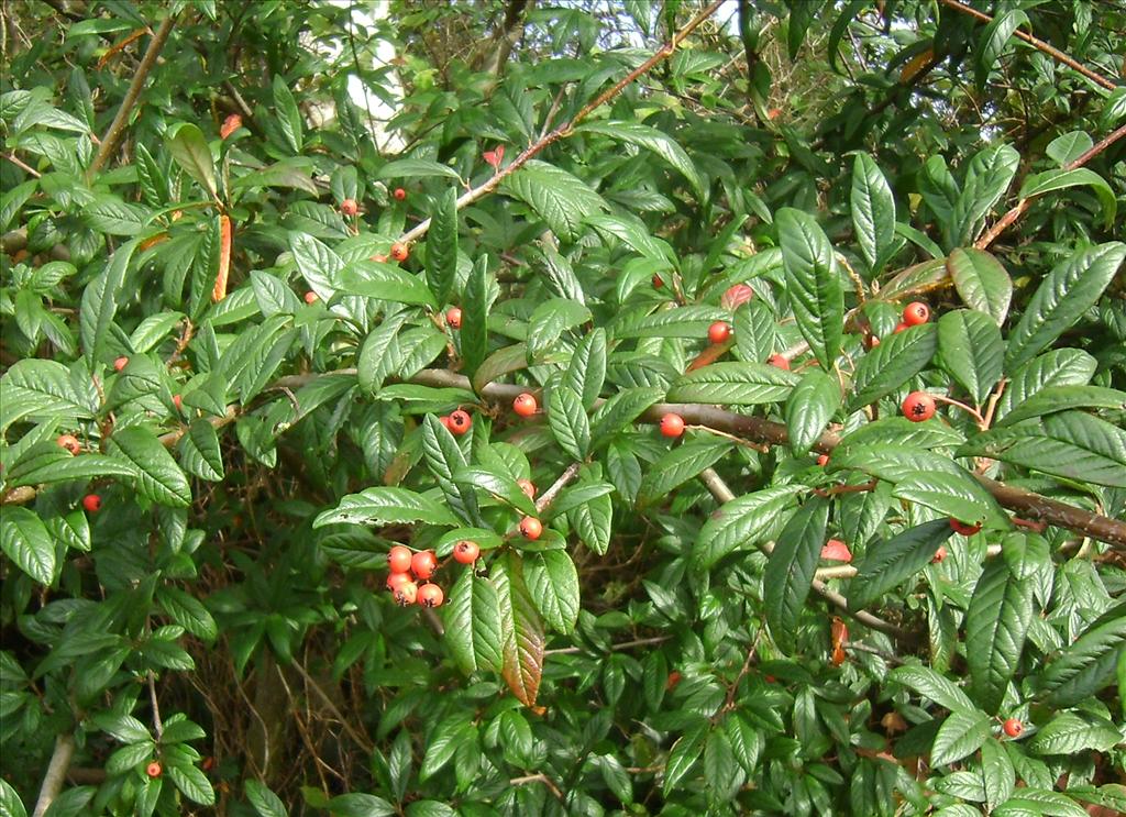 Cotoneaster salicifolius (door Toon Verrijdt)