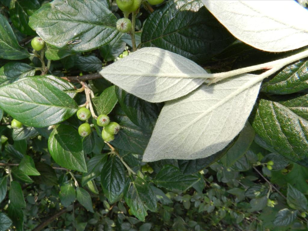 Cotoneaster sternianus (door Rutger Barendse)