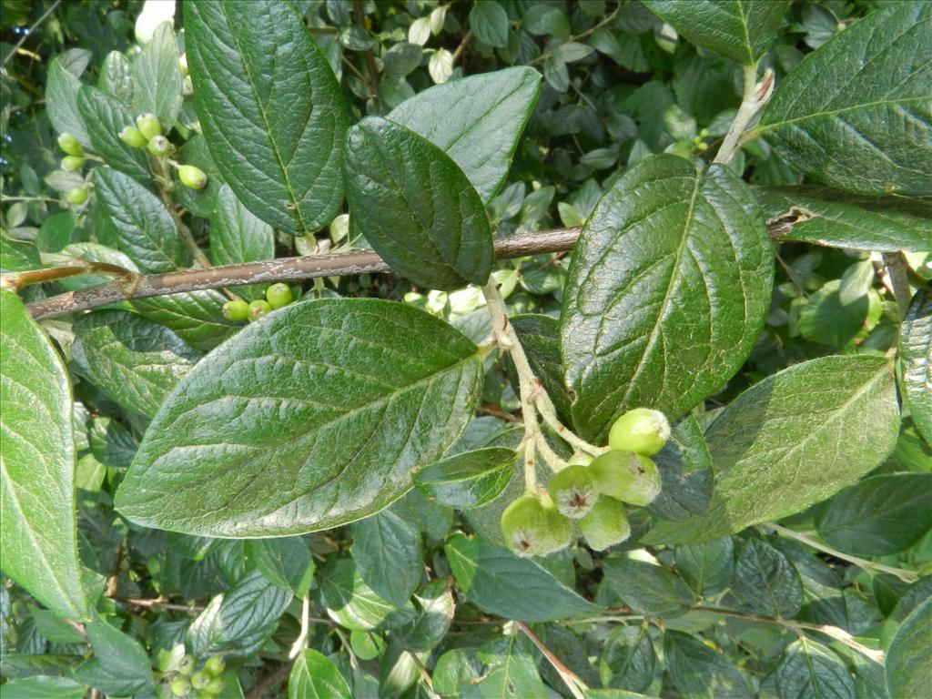 Cotoneaster sternianus (door Rutger Barendse)