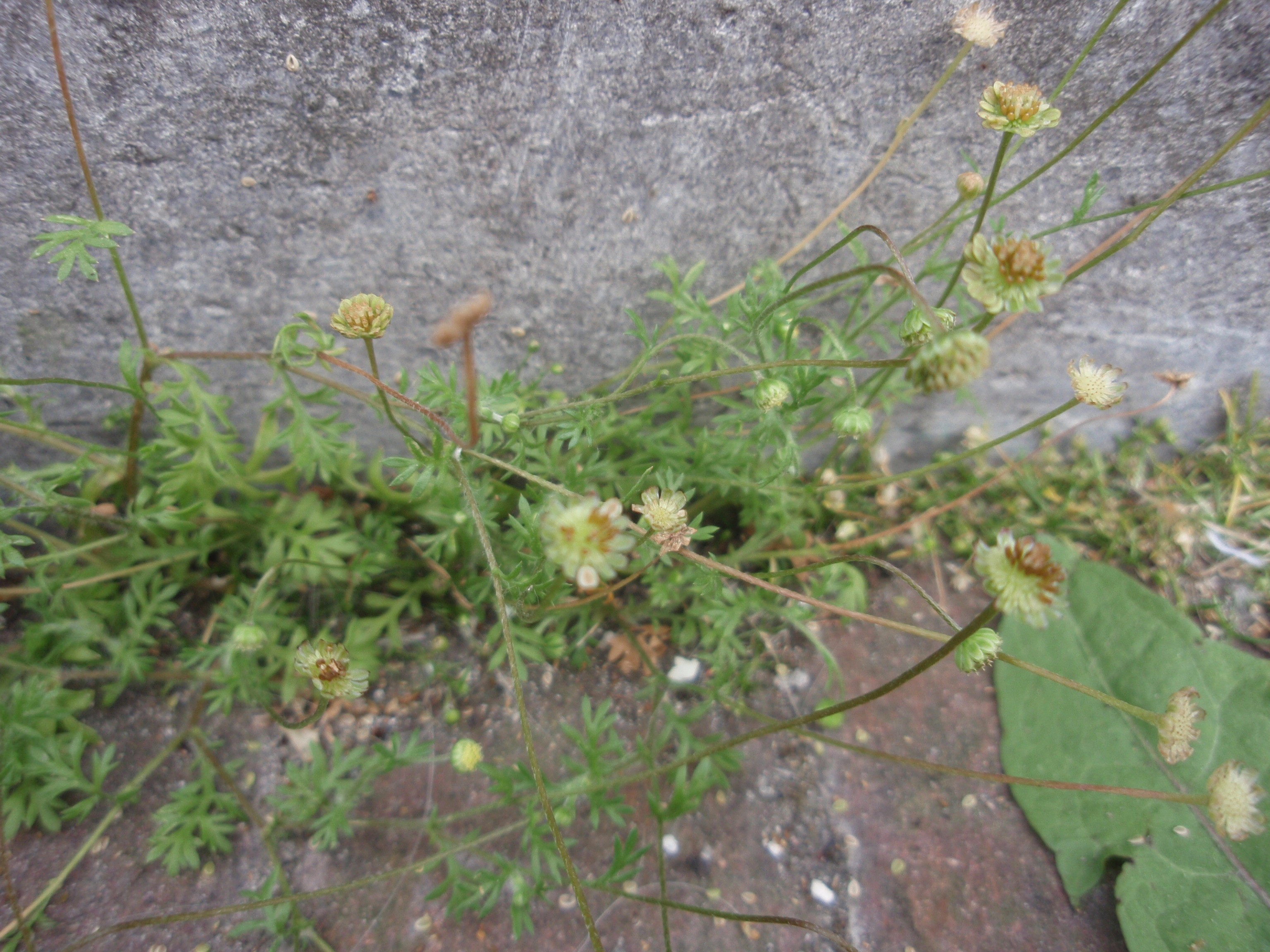 Cotula australis (door Sipke Gonggrijp)