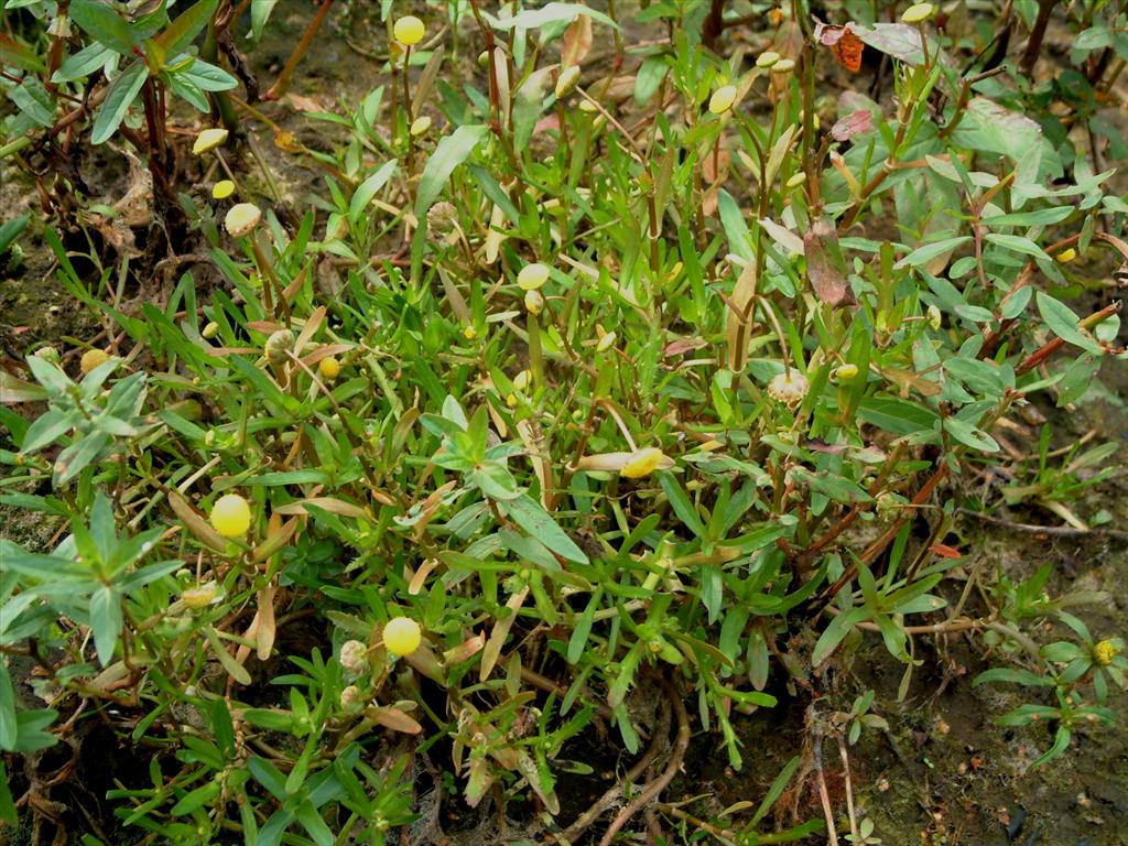 Cotula coronopifolia (door Adrie van Heerden)
