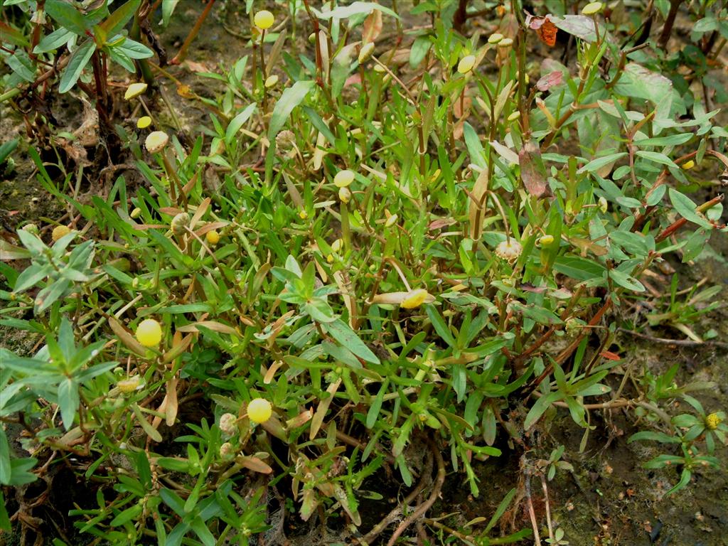 Cotula coronopifolia (door Adrie van Heerden)