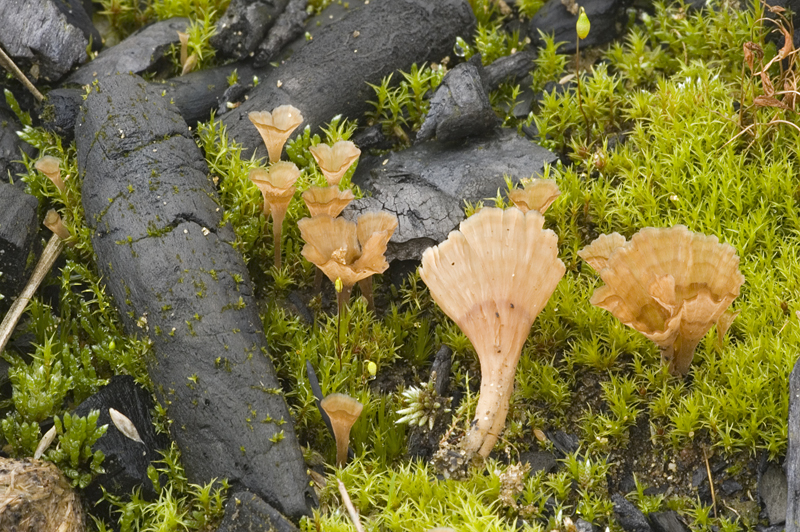 Cotylidia undulata (door Nico Dam)