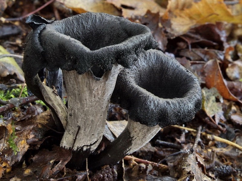 Craterellus cornucopioides (door Marjon van der Vegte)