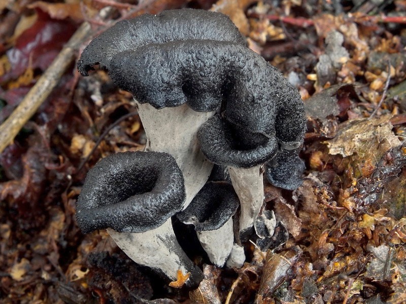 Craterellus cornucopioides (door Marjon van der Vegte)