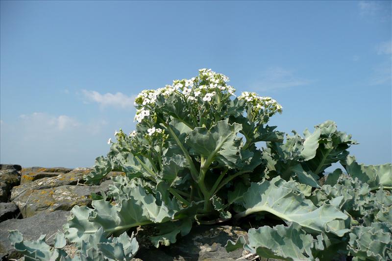 Crambe maritima (door Willie Riemsma)