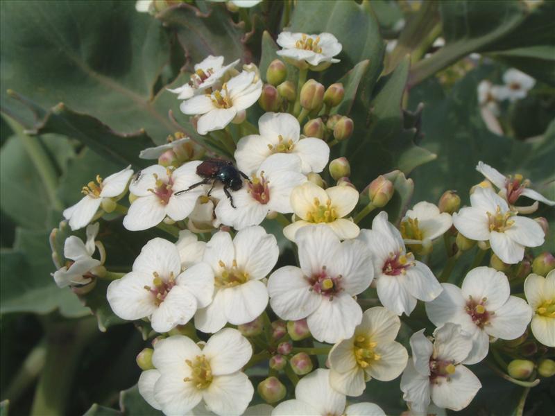 Crambe maritima (door Adrie van Heerden)