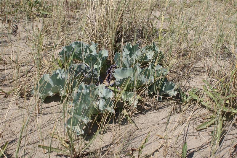 Crambe maritima (door Adrie van Heerden)