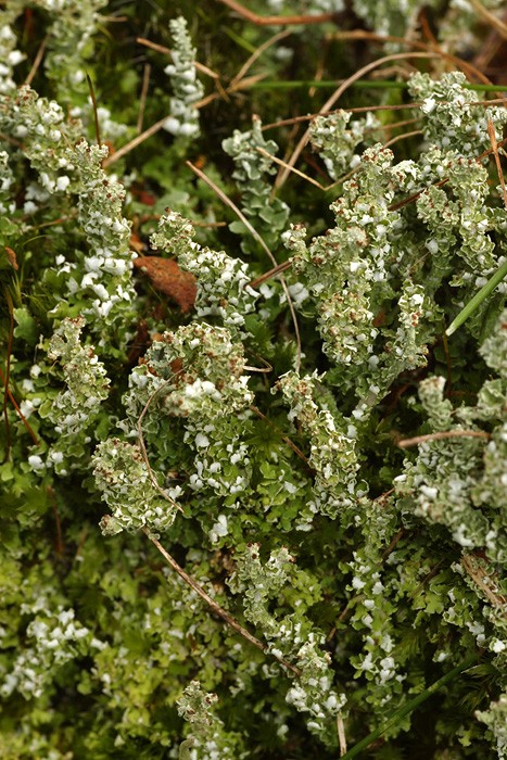 Cladonia ramulosa (door Richard Gerritsen)