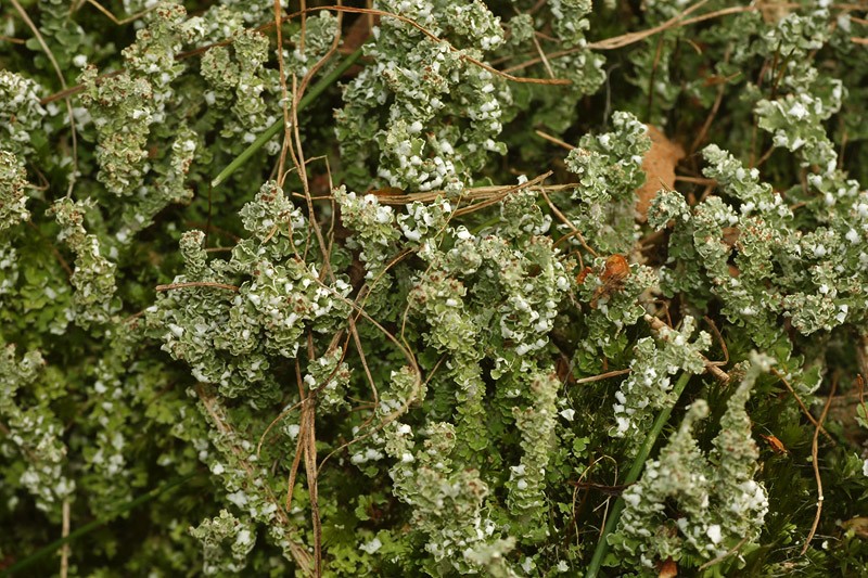 Cladonia ramulosa (door Richard Gerritsen)