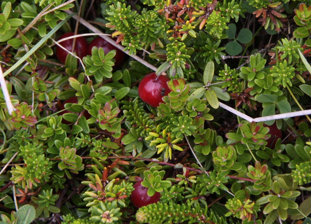 Vaccinium macrocarpon (door Peter Meininger)