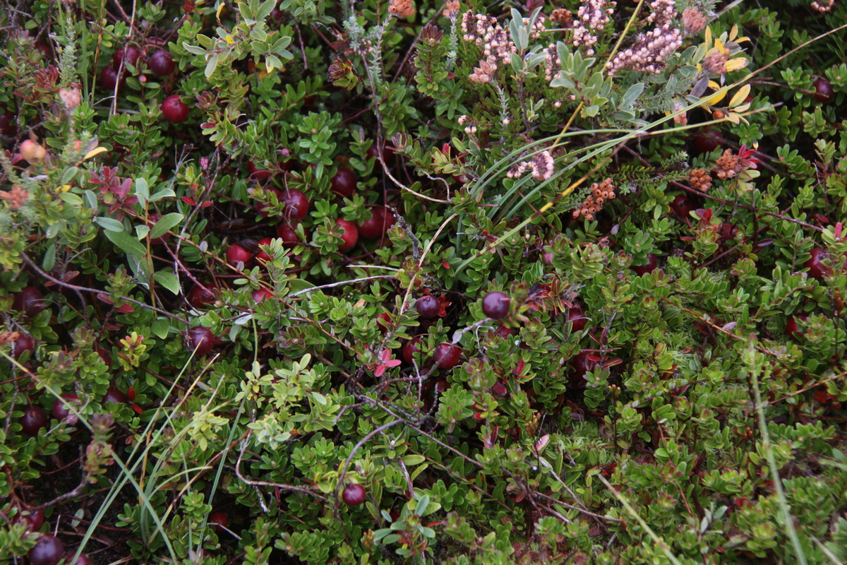 Vaccinium macrocarpon (door Peter Meininger)