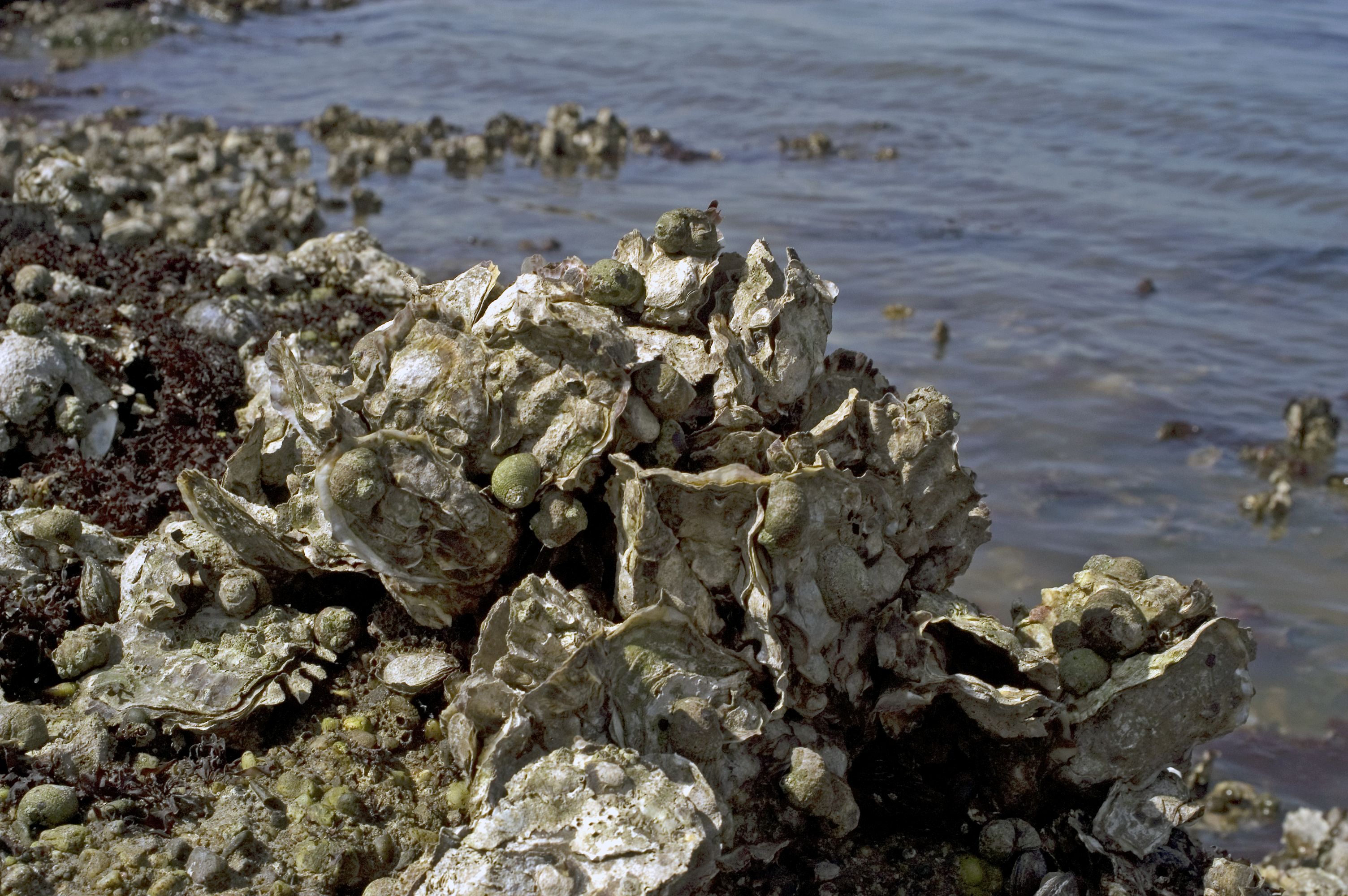 Crassostrea gigas (door Marion Haarsma)