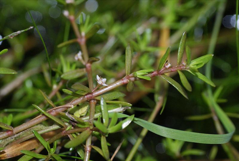 Crassula helmsii (door Adrie van Heerden)