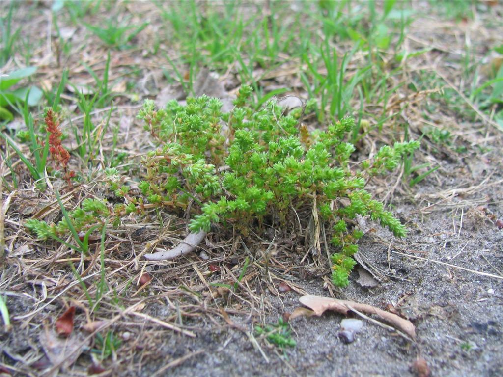 Crassula tillaea (door Pieter Stolwijk)