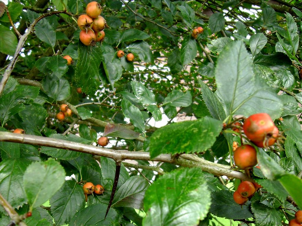 Crataegus crus-galli (door Toon Verrijdt)