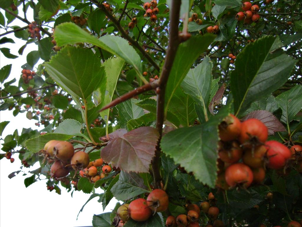 Crataegus crus-galli (door Toon Verrijdt)