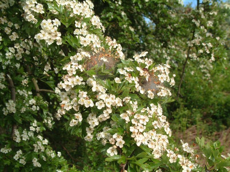 Crataegus monogyna (door Adrie van Heerden)